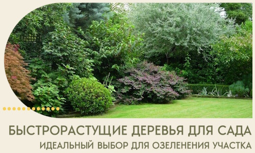 Быстрорастущие деревья для сада идеальный выбор в Белгороде