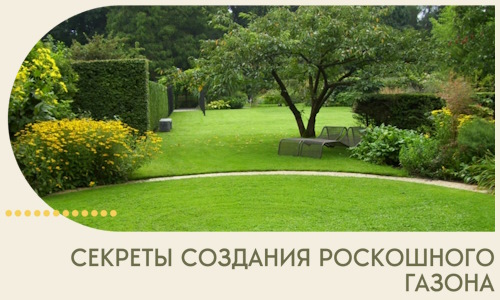 Секреты создания роскошного газона в Белгороде